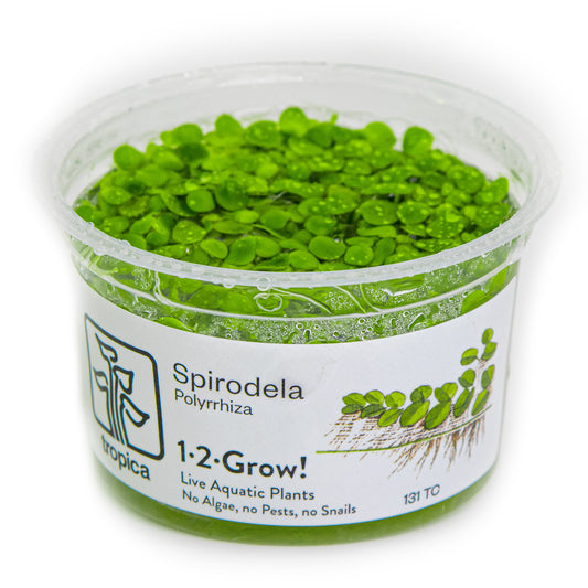 Tropica Spirodela polyrrhiza 1-2-GROW