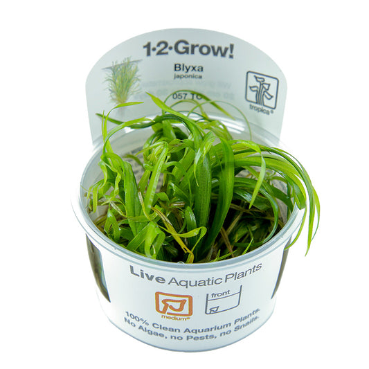 Tropica Blyxa japonica 1-2-GROW