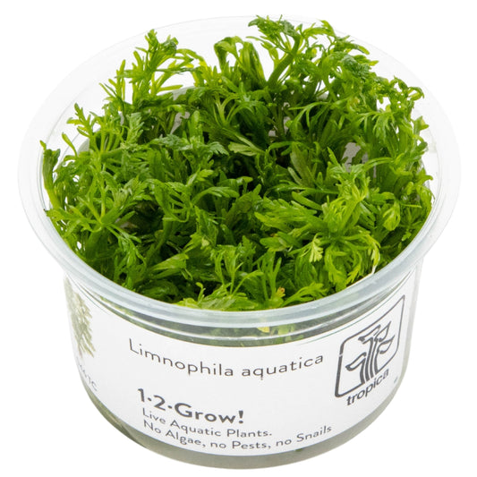 Tropica Limnophila aquatica 1-2-GROW