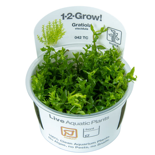 Tropica Gratiola viscidula 1-2-GROW