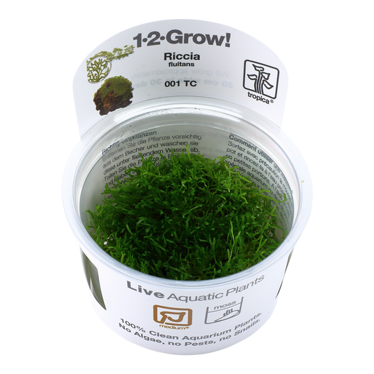 Tropica Riccia fluitans 1-2-GROW