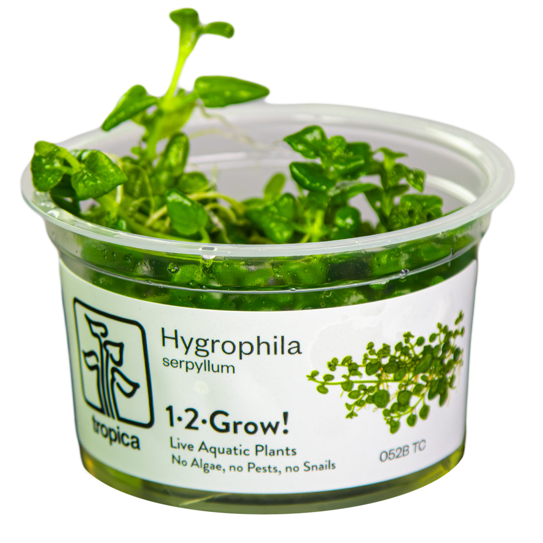 Tropica Hygrophila serpyllum 1-2-GROW