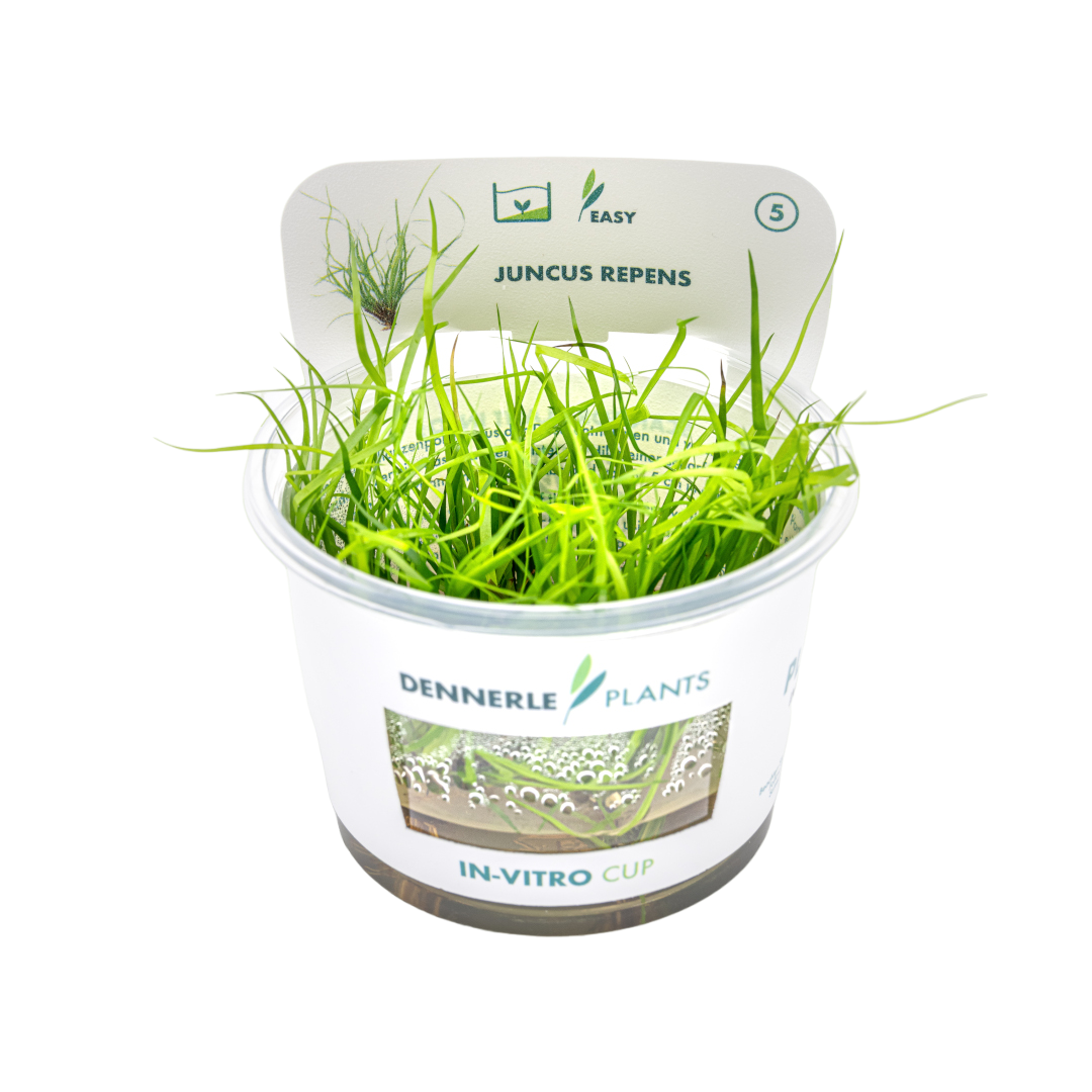 Dennerle Juncus repens Plant-It