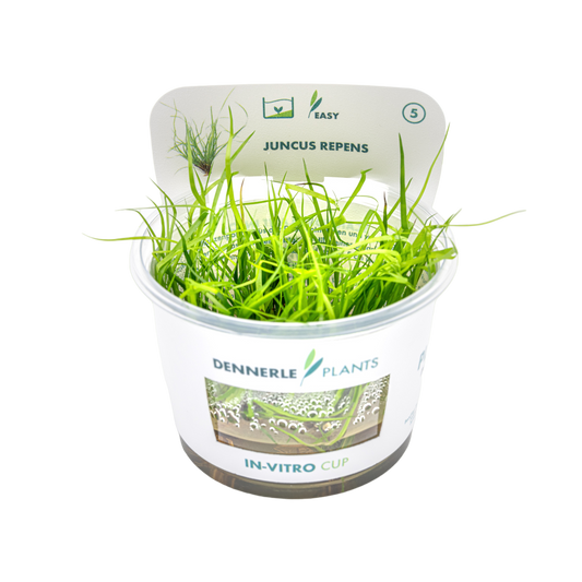 Dennerle Juncus repens Plant-It