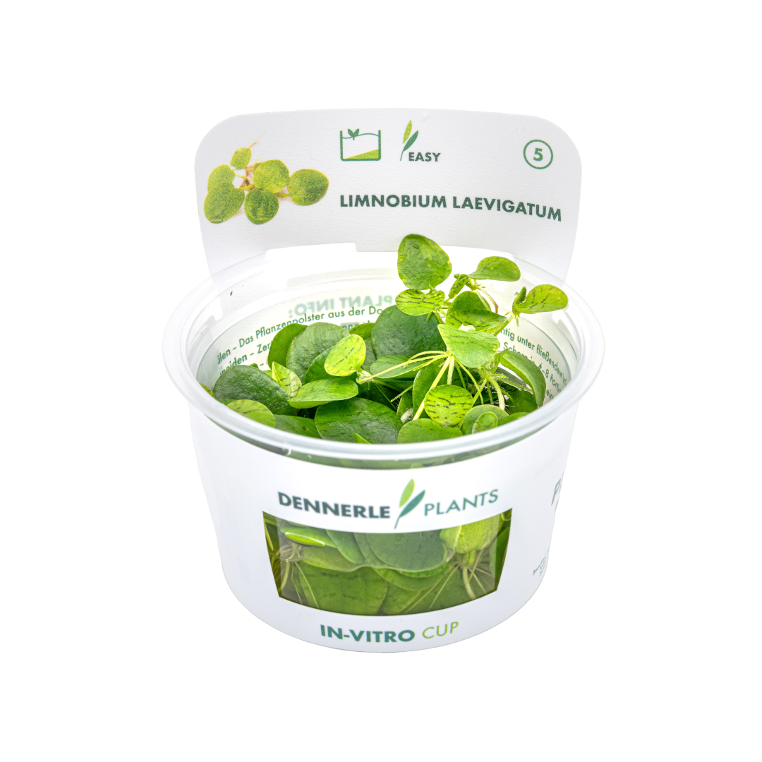 Waterplant Phyllanthus fluitans drijfplant | Aquariumplant Waterplant Phyllanthus fluitans drijfplant | Aquariumplant