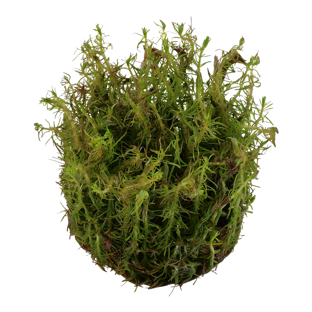 Dennerle Rotala wallichii Plant-It