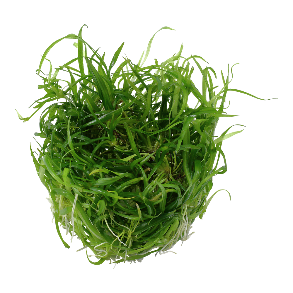 Dennerle Helanthium tenellum Broad Leaf Plant-It