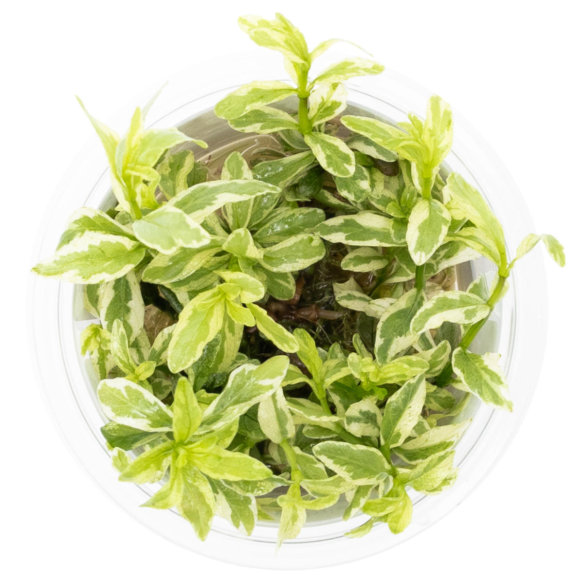 Tropica Hygrophila polysperma ‘White’ 1-2-GROW