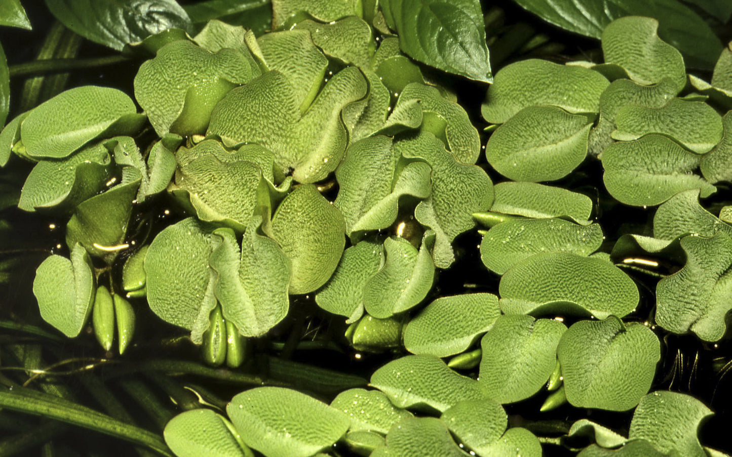 Dennerle Salvinia minima (auriculata) Plant-It