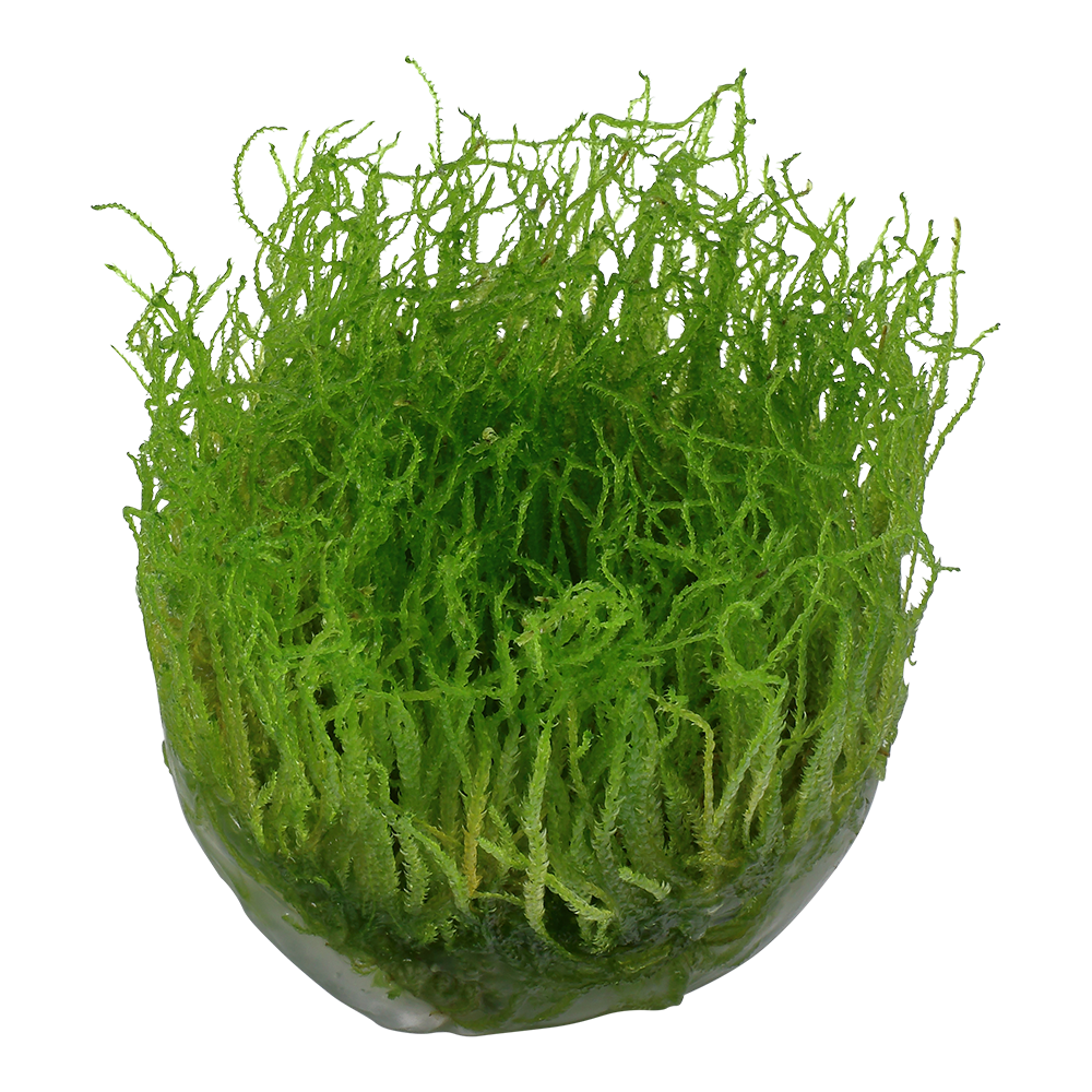 Aquadip Vesicularia dubyana Java Moss In-Vitro