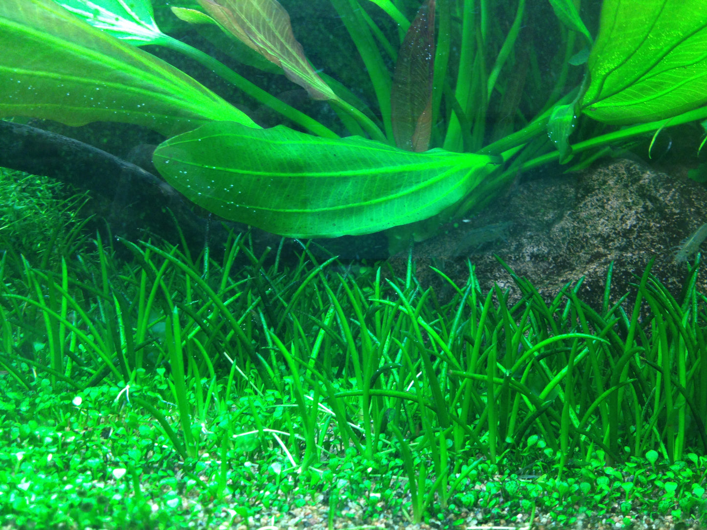 Tropica Littorella uniflora 1-2-GROW