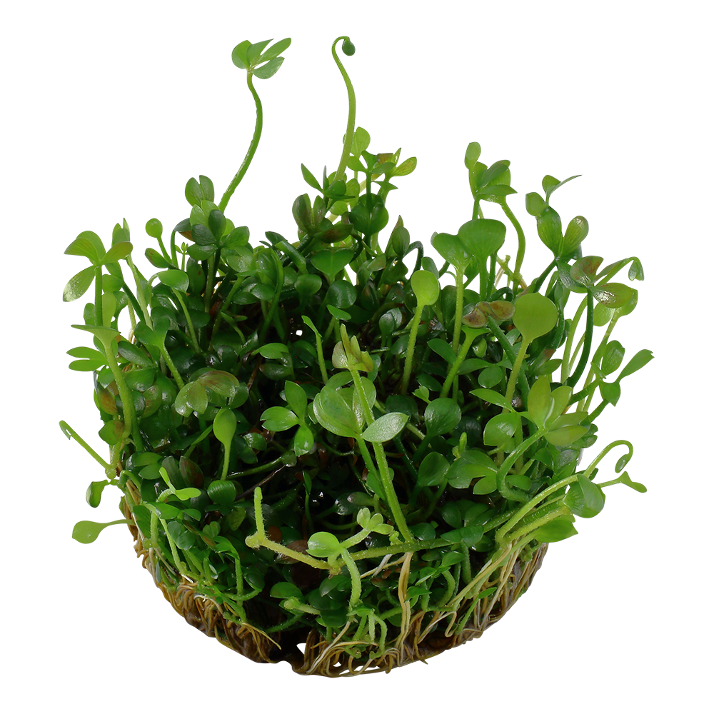 Tropica Marsilea hirsuta 1-2-GROW