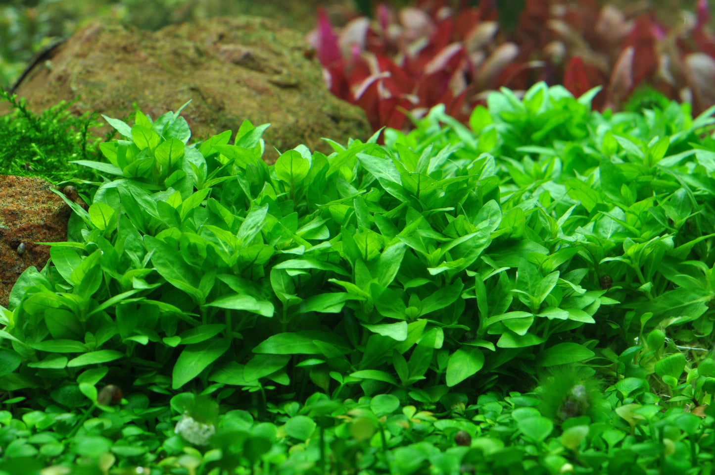 Tropica Staurogyne repens PCS