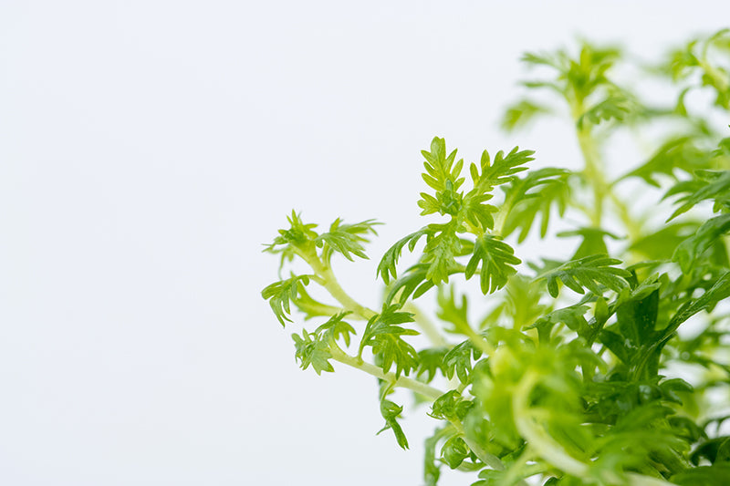 Aquafleur Hottonia palustris Easy Grow