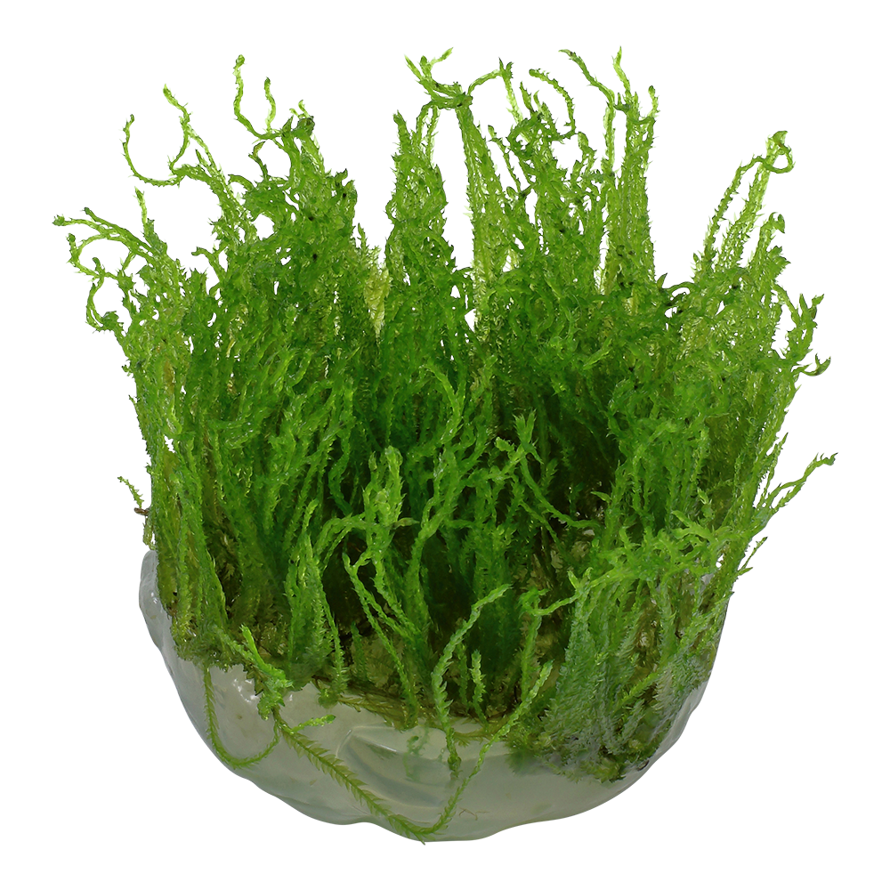 Tropica Taxiphyllum Taiwan Moss 1-2-GROW