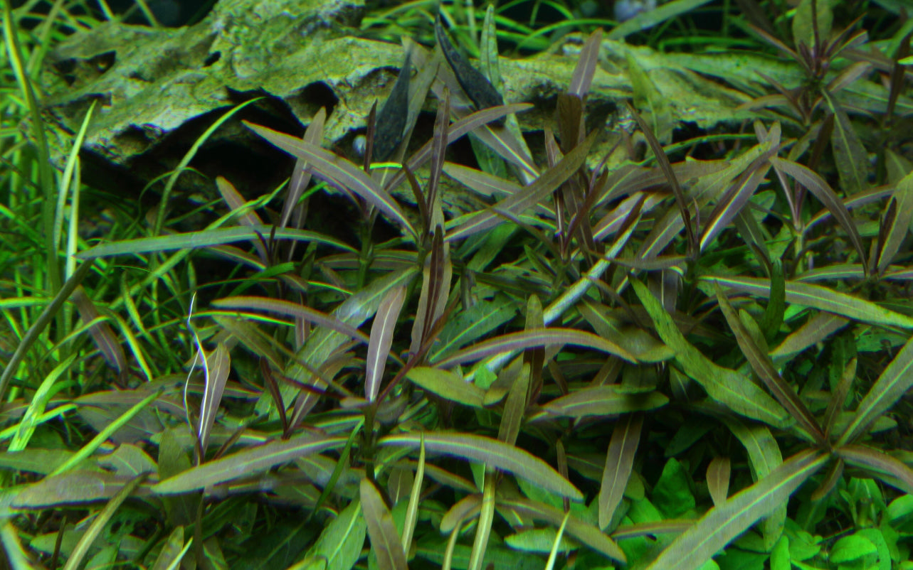 Tropica Hygrophila Araguaia 1-2-GROW