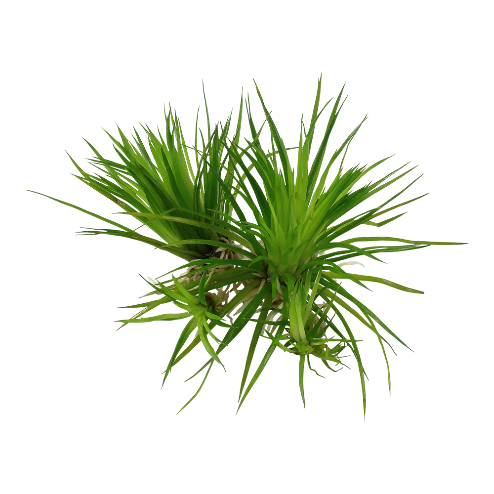 Tropica Eriocaulon cinereum 1-2-GROW