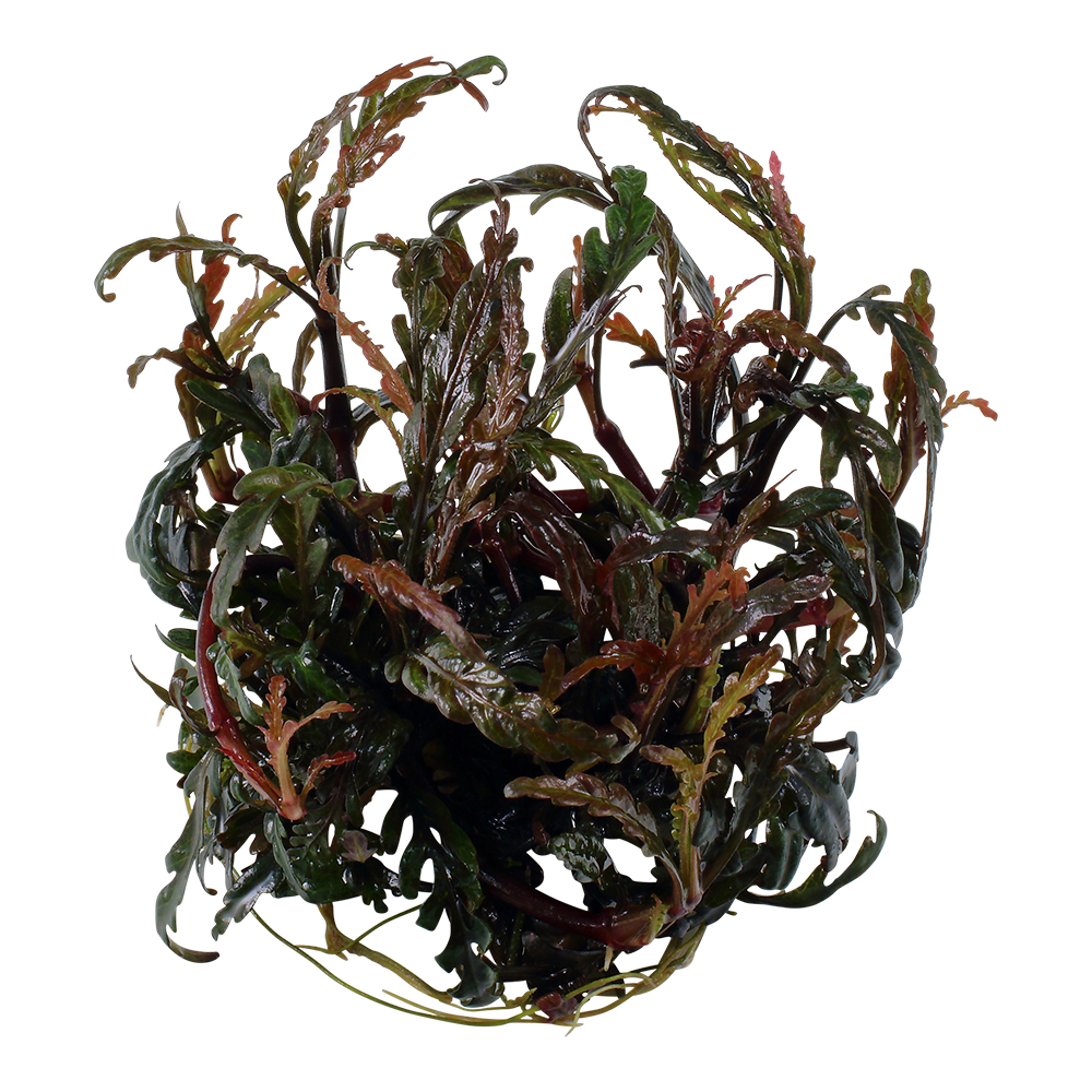 Tropica Hygrophila pinnatifida 1-2-GROW