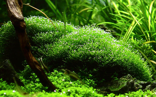 Dennerle Riccia fluitans Plant-It