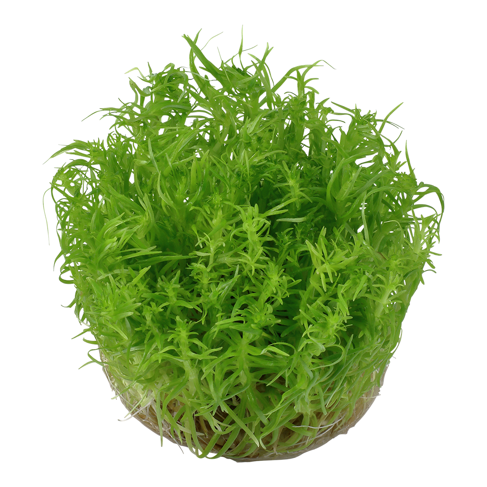 Aquafleur Pogostemon erectus Easy Grow