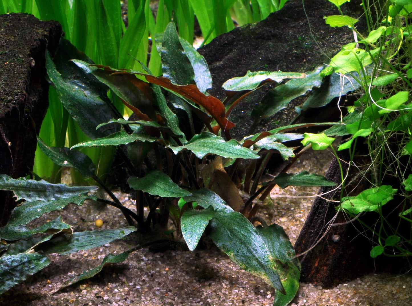 Tropica Cryptocoryne beckettii 'Petchii'  PCS