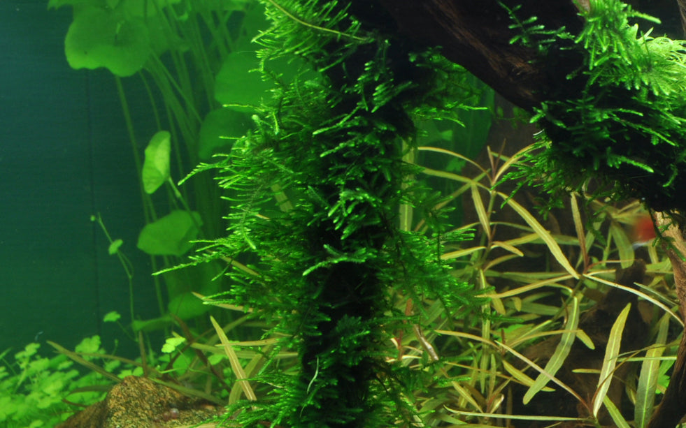 Tropica Taxiphyllum Spiky Moss 1-2-GROW