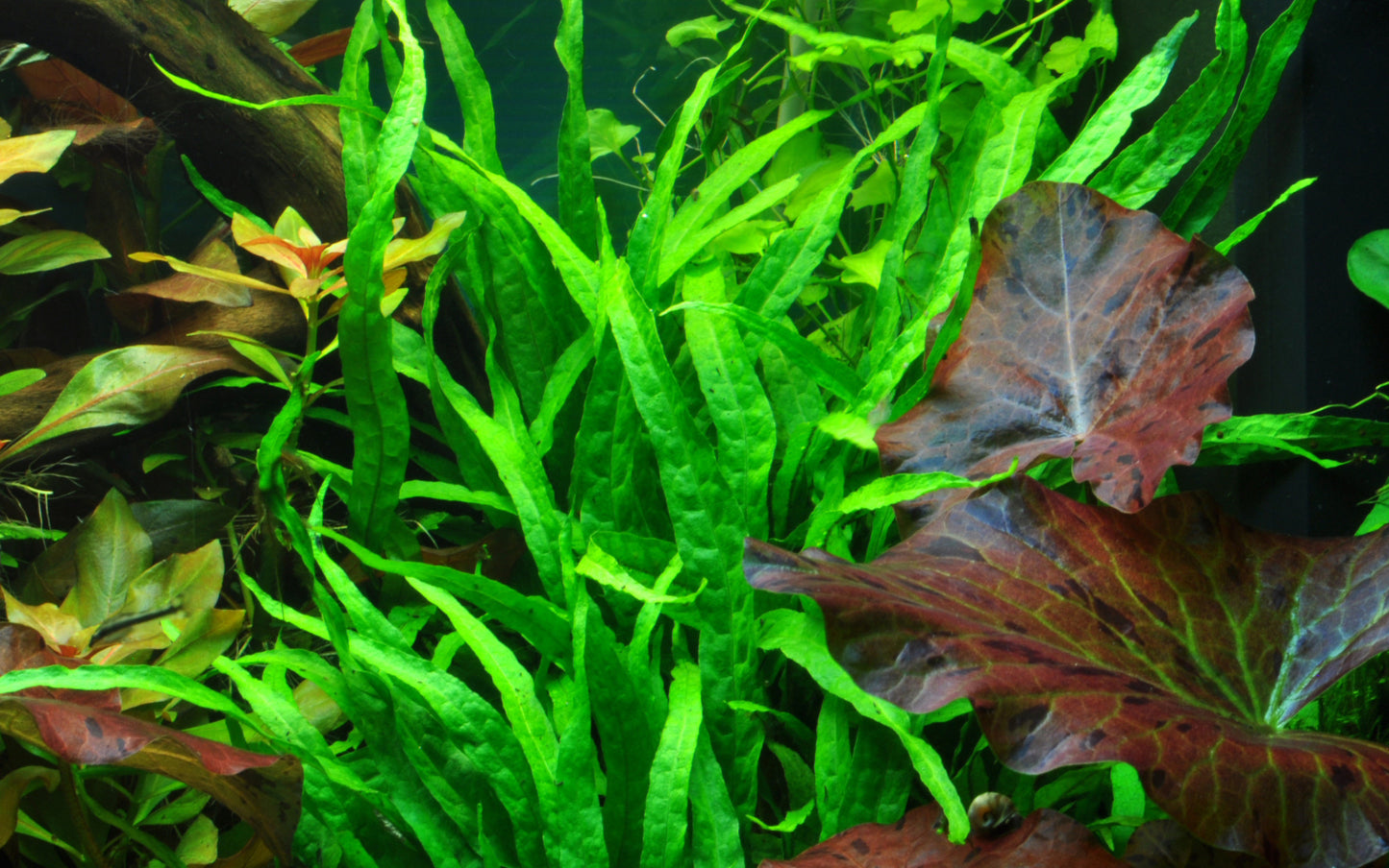 Tropica Microsorum pteropus Narrow PCS (Java Fern)