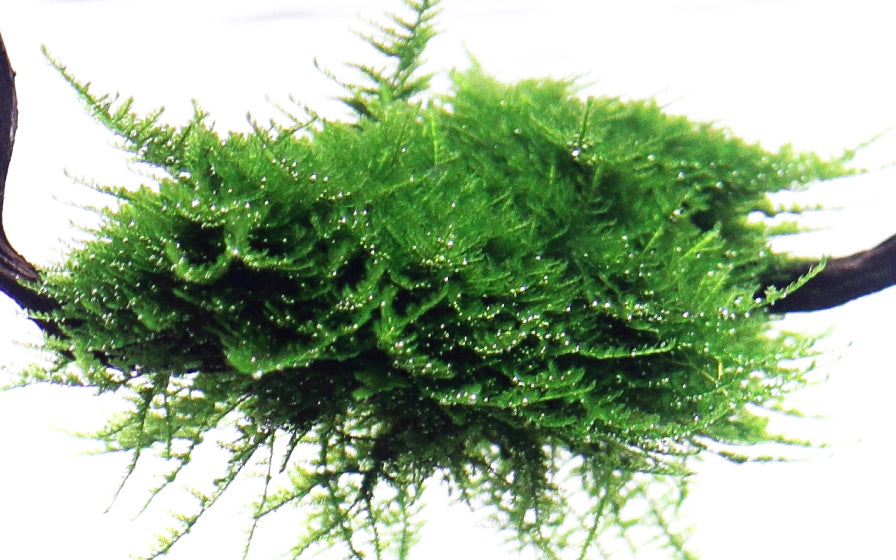 Aquadip Vesicularia montagnei Christmas Moss In-Vitro