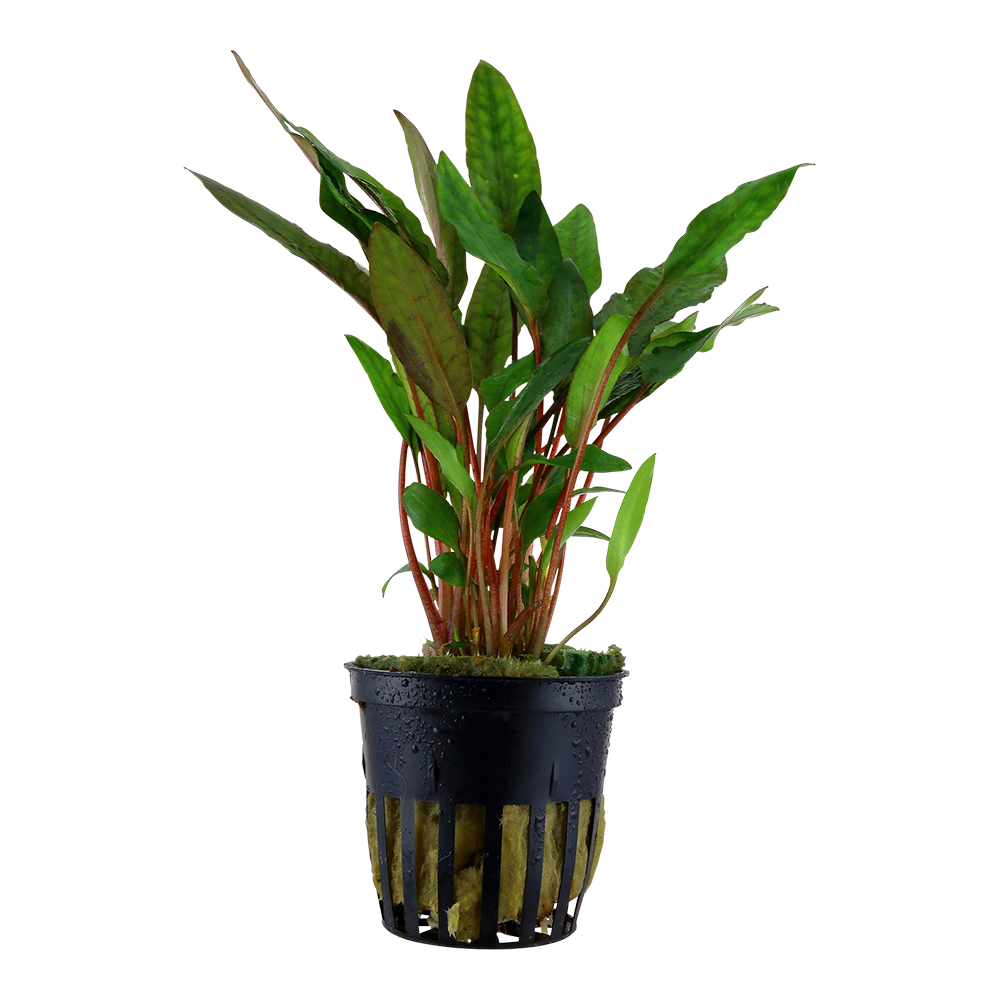 Tropica Cryptocoryne beckettii 'Petchii'  PCS