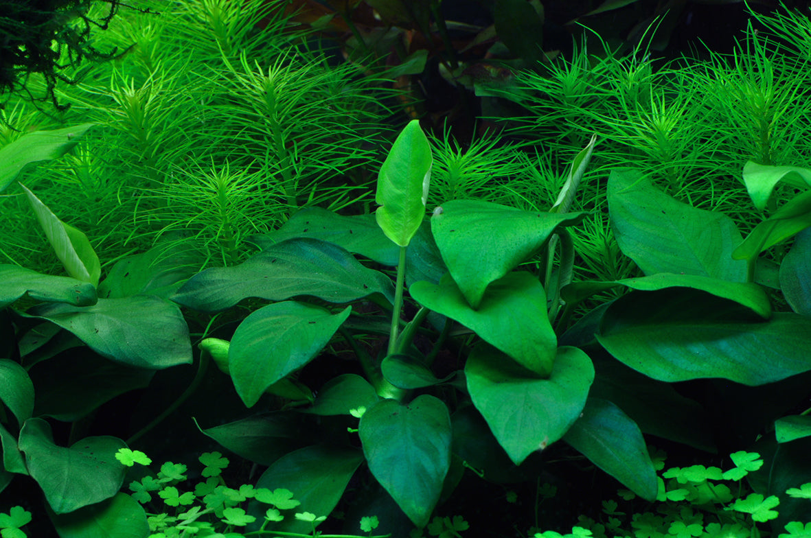 Dennerle Anubias barteri nana Plant-It