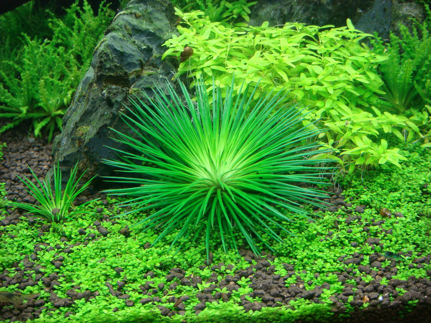 Tropica Eriocaulon cinereum 1-2-GROW