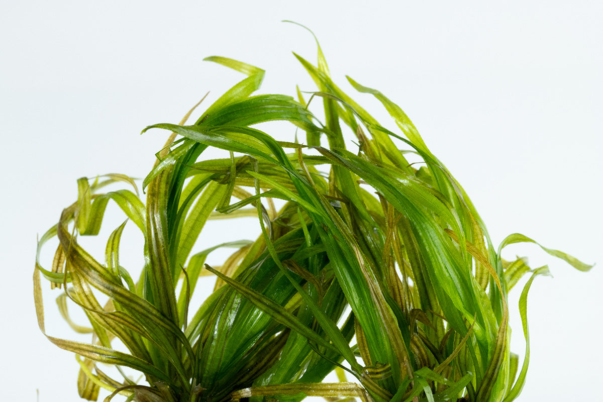 Tropica Blyxa japonica 1-2-GROW