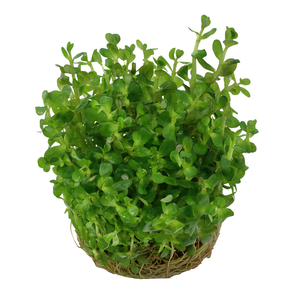 Dennerle Rotala indica Plant-It