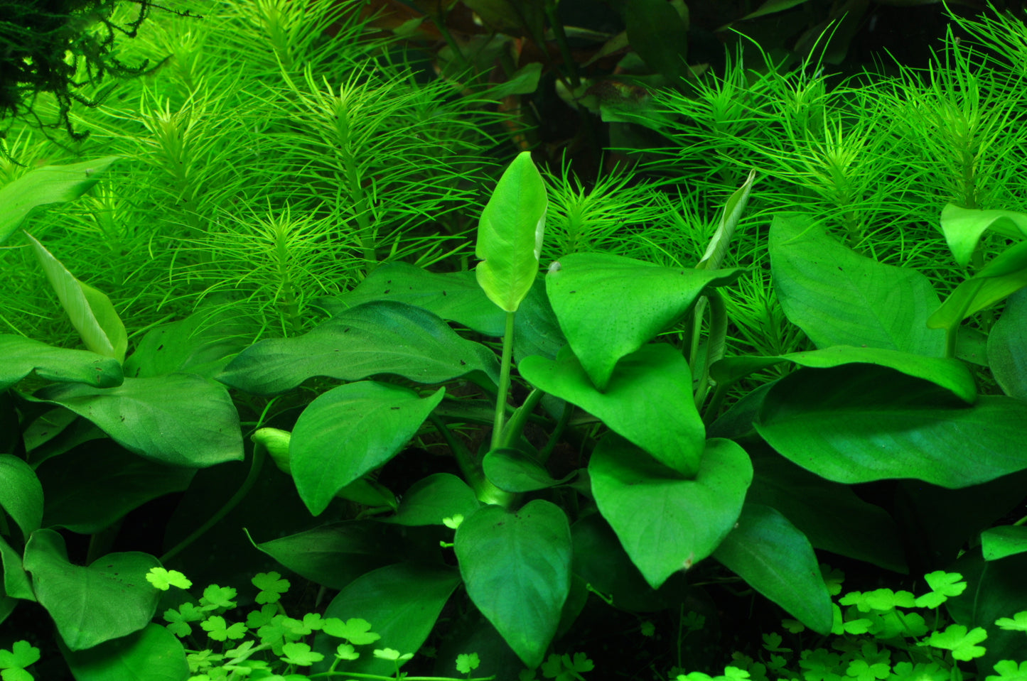 Tropica Anubias barteri nana PCS