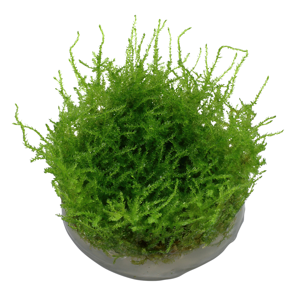 Aquadip Vesicularia montagnei Christmas Moss In-Vitro