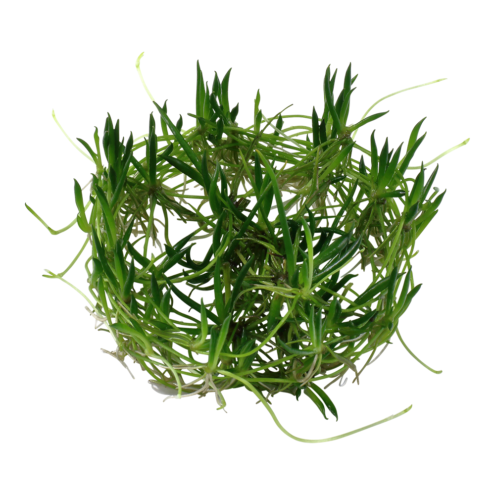 Tropica Littorella uniflora 1-2-GROW