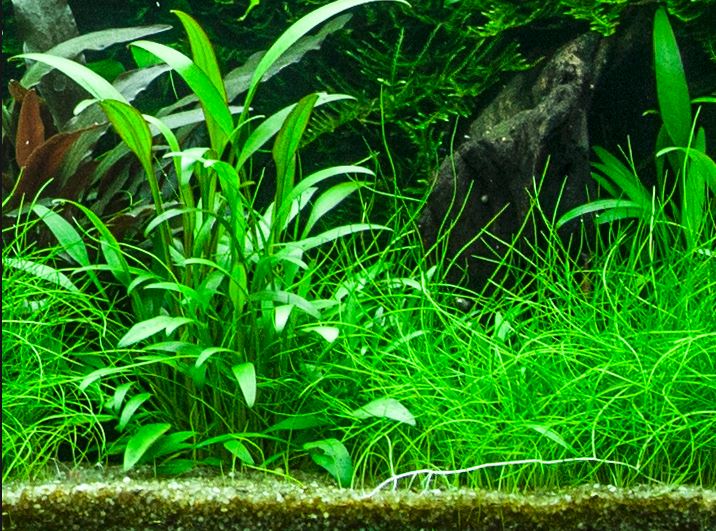 Tropica Cryptocoryne x willisii PCS