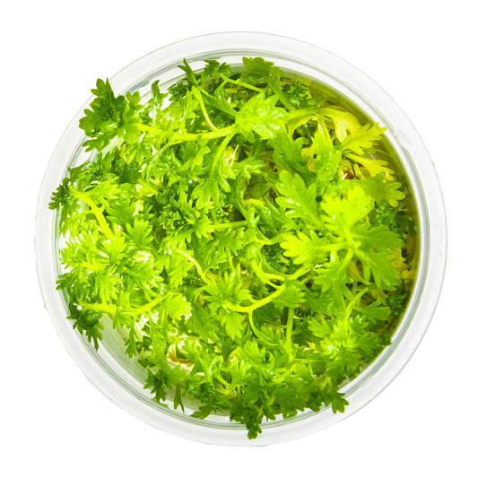 Aquafleur Hottonia palustris Easy Grow