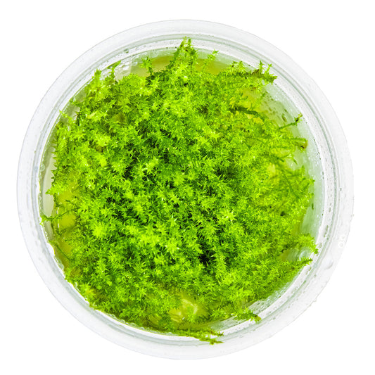 Aquafleur Leptodictyum riparium Moss Easy Grow