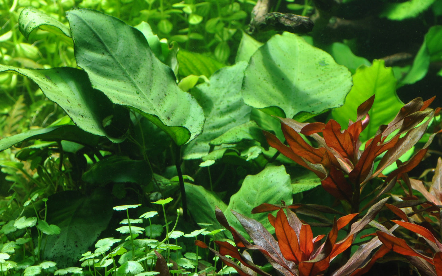 Tropica Anubias barteri caladiifolia PCS