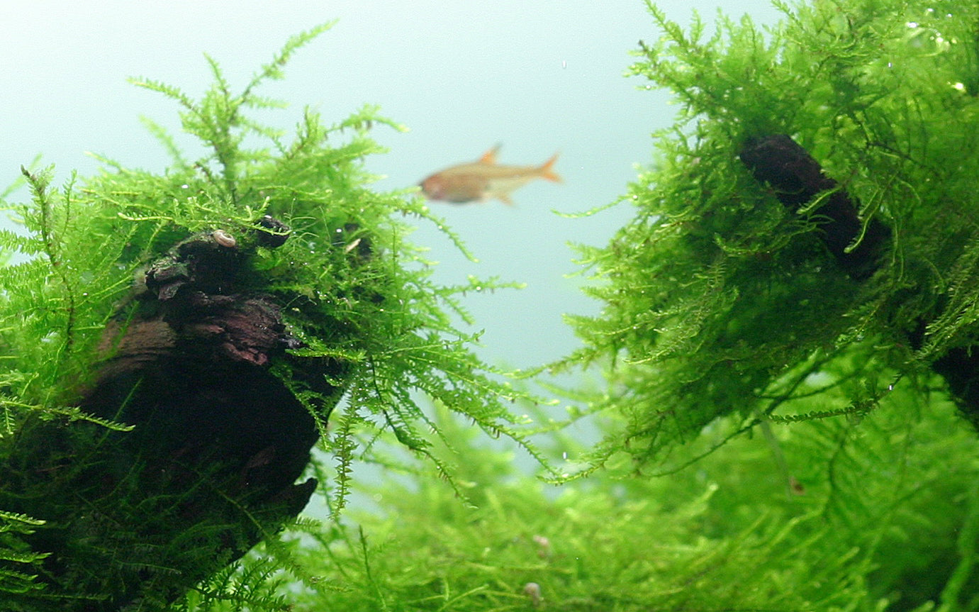 Tropica Taxiphyllum barbieri Java Moss PORTION