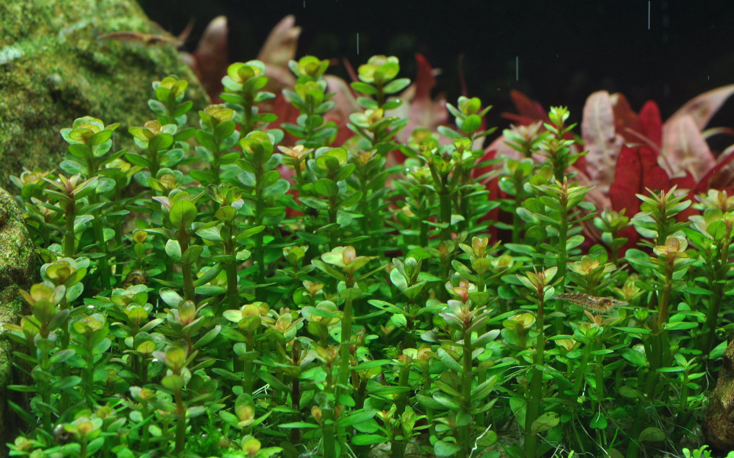 Dennerle Rotala indica Plant-It