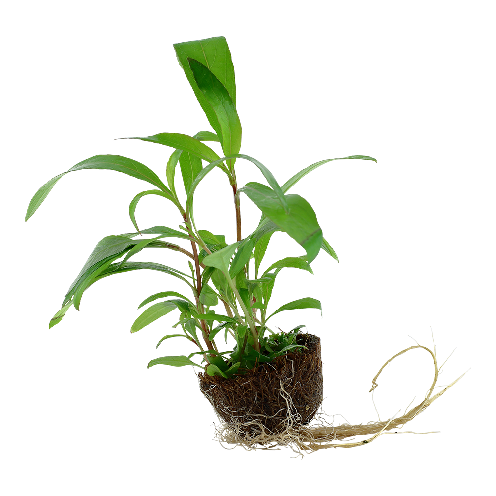 Tropica Hygrophila Siamensis 53B Mini Pot