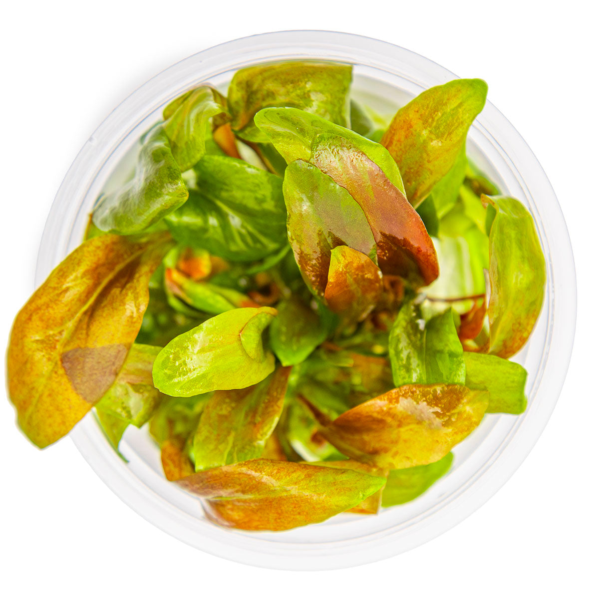 Tropica Lysimachia parvifolia ‘Red’ 1-2-GROW