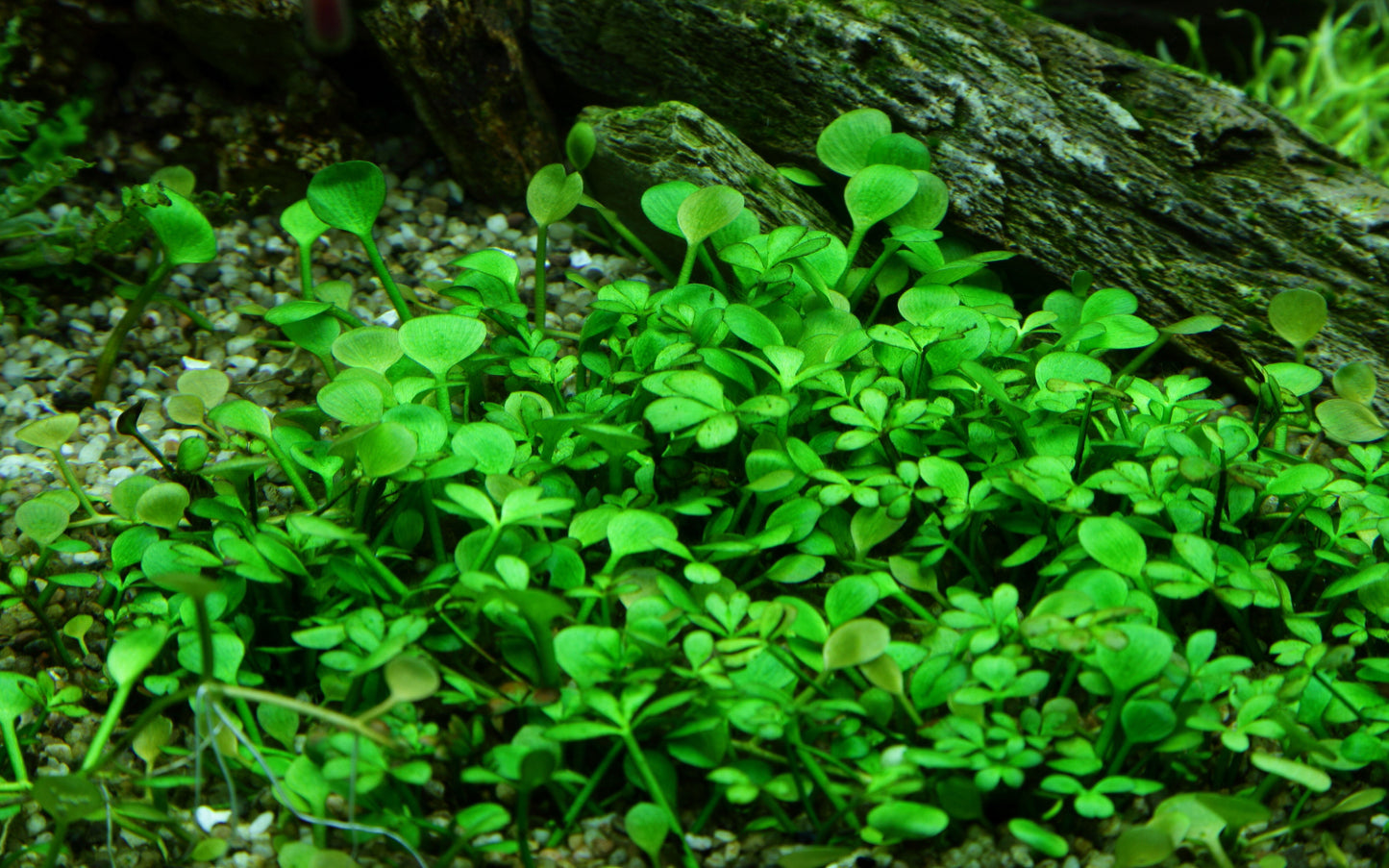 Tropica Marsilea hirsuta 1-2-GROW