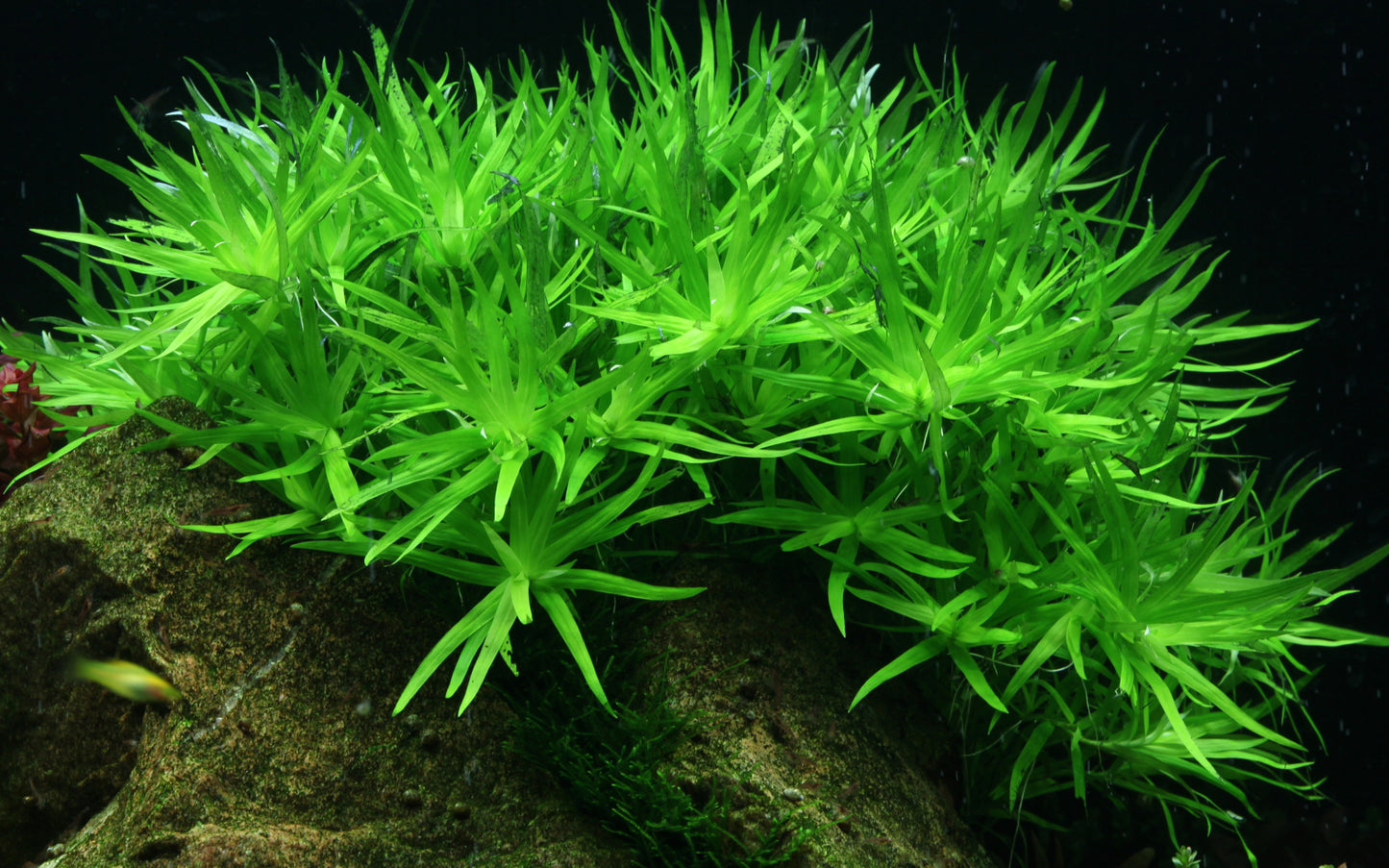 Tropica Heteranthera zosterifolia 1-2-GROW