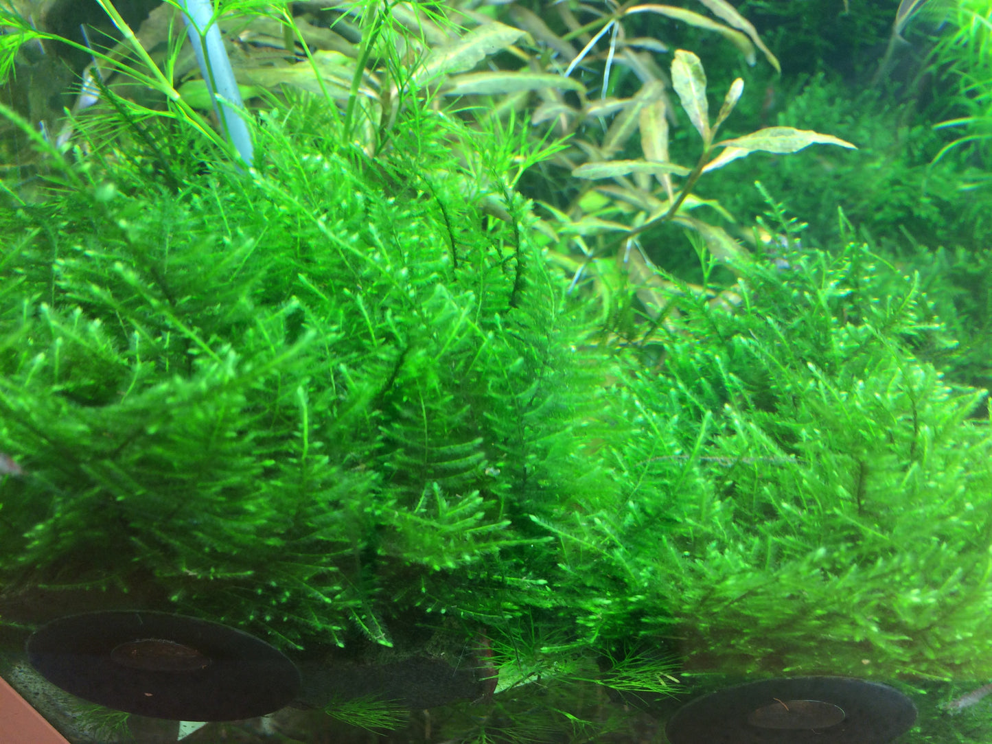 Tropica Taxiphyllum Taiwan Moss 1-2-GROW