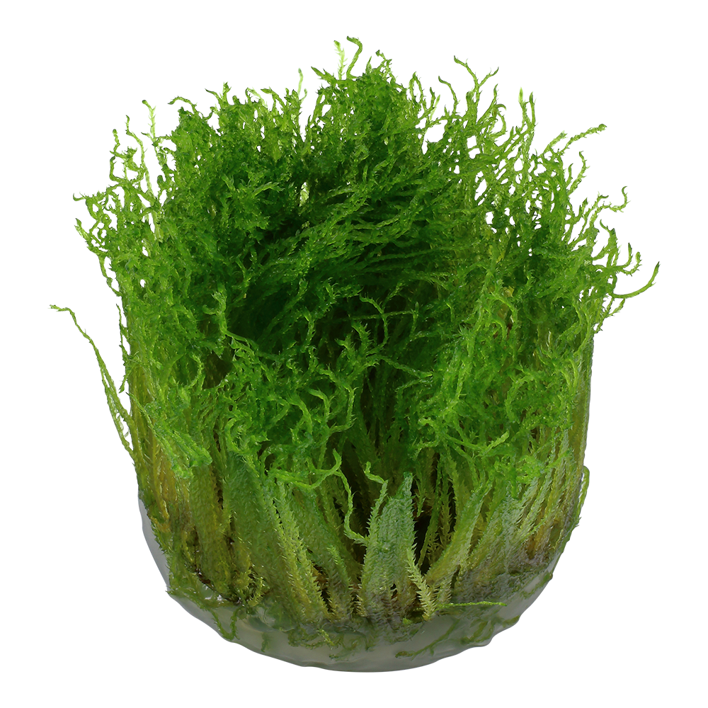 Tropica Taxiphyllum Spiky Moss 1-2-GROW