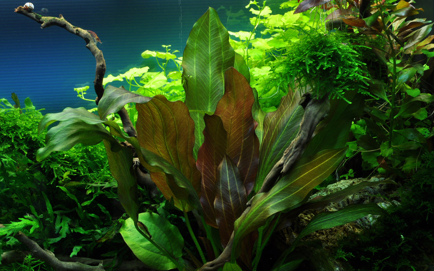 Tropica Echinodorus 'Reni' PCS