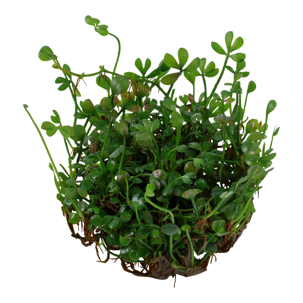 Dennerle Marsilea minuta Plant-It